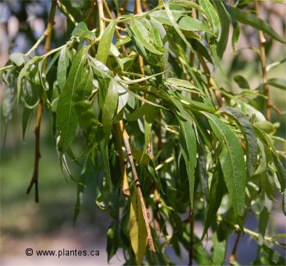 Photo des feuilles du saule pleureur dor� - Salix alba 'tristis'