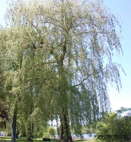 Photo de Saule blanc - Salix alba