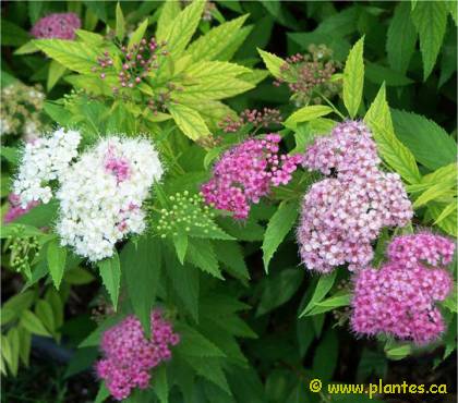 Photo de spirée japonaise Shirobana - Spiraea japonica 'Shirobana'