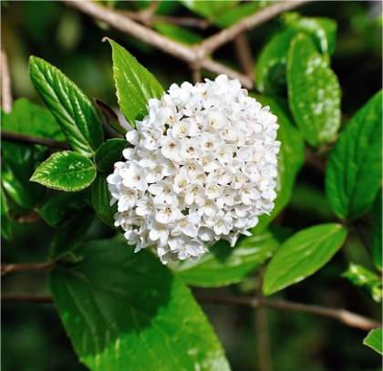 Photo de Spir�e de van houtte - Spiraea vanhouttei