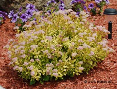 Photo de Spirée de Bumalda - Spiraea bumalda