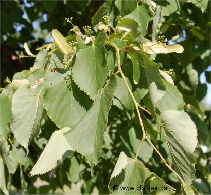 Feuilles de tilleul � petites feuilles - Tilia cordata