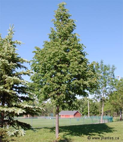 Photo de Tilleul � petites feuilles - Tilia cordata