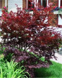 Acer palmatum - Photo d'�rable japonais