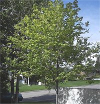 Acer platanoides drummondi - �rable de Norv�ge arlequin