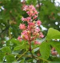Marronnier � fleurs rouges - Aesculus x carnea