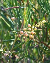 Photo d'Androm�de � feuilles de polium - Andromeda polifolia