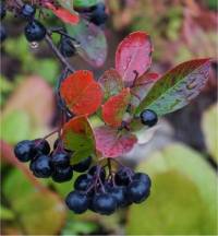 Aronie noire - Aronia melanocarpa
