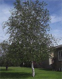 Betula papyrifera - Photo de Bouleau � papier