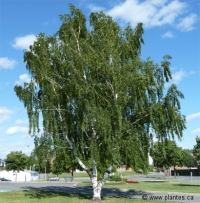 Photo d'un bouleau pleureur lacini� - Betula pendula laciniata