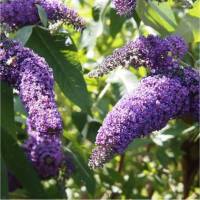 Photo d'arbre aux papillons - Buddleja davidii