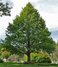 Photo de Noisetier de Byzance - Corylus colurna