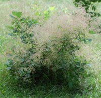 Photo d'arbre � perruque - Cotinus coggygria