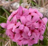 Photo de Thym�l�e des alpes - Daphne cneorum
