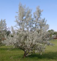 Photo d'olivier de Boh�me - Elaeagnus angustifolia
