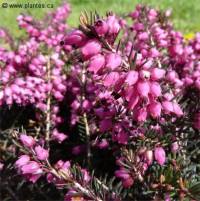 Photo de Bruy�re d'hiver - Erica carnea