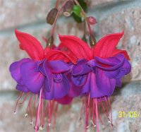 Fuchsia x hybrida - Image de Fuchsia hybride