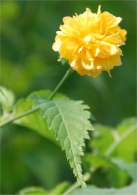 Photo de fleurs de cor�te du Japon - Kerria japonica 'pleniflora'