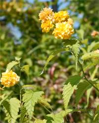 Photo de fleurs de cor�te du Japon - Kerria japonica