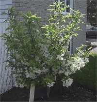 Malus crabapple - Pommetier d�coratif lollipop
