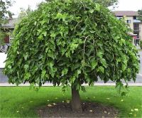 Morus alba pendula - Photo de M�rier pleureur