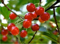 Prunus avium - Photo de cerisier