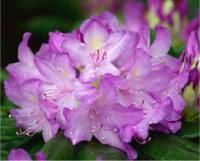 Azal�es hybrides - Rhododendron x hybrida