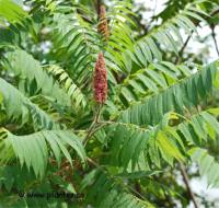 Photo de Vinaigrier - Rhus typhina