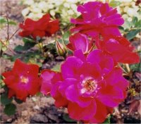 Rosa Champlain - Image de rosier Champlain