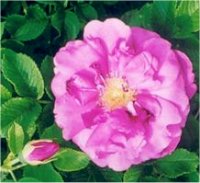 Rosa David Thompson - Photo de Rosier
