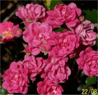 Rosa 'Flower carpet' - Photo de fleurs de Rosier sur tige