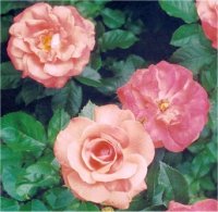 Rosa grandiflora - Photo de roses