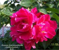Rosa 'John Cabot' - Rosier sarmenteux
