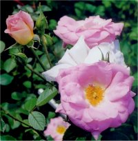Rosa Marie Victorin - Image de rosier