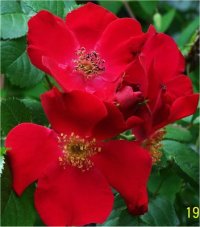 Rosa Robusta - Image de Rosier