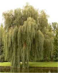 Le saule peut pousser en sol argileux