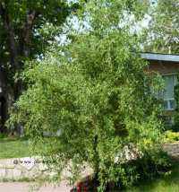 Photo d'un saule tortueux - Salix matsudana