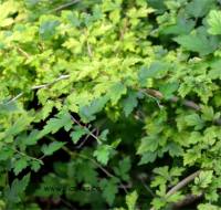 Photo de St�phanandra crisp�e - Stephanandra incisa 'Crispa'