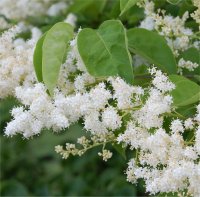 Photo de fleurs de lilas japonais - Syringa reticulata
