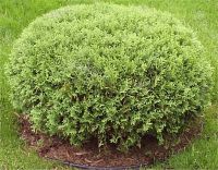 Thuja occidentalis hetzmidget - C�dre nain