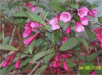 Weigela vaniceki - Image arbuste � fleur Weigela