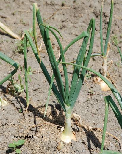Photo d'oignons - Allium cepa