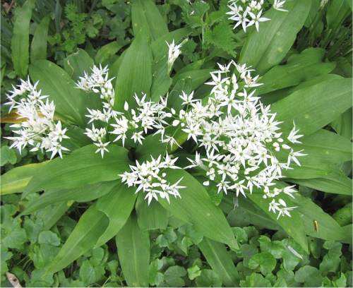 Ail des ours - Allium ursinum