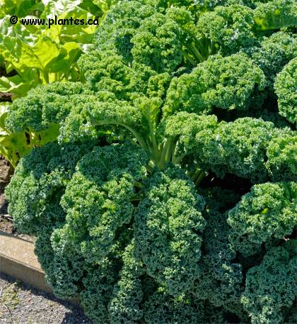 Photo de Chou frisé d'ornement - Brassica oleracea acephala