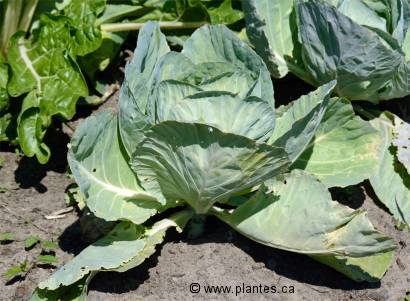 Photo de Chou pommé - Brassica oleracea italica