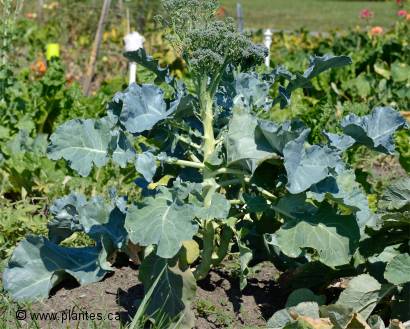 Photo de Brocoli - Brassica oleracea italica