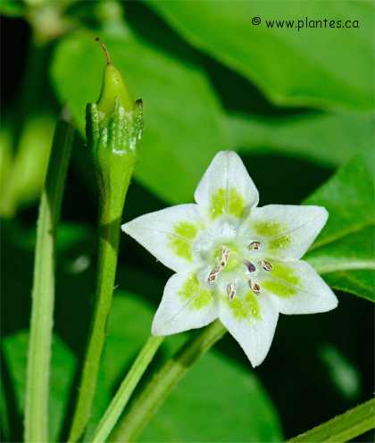 Photo de fleur de piment péruvien - Capsicum baccatum