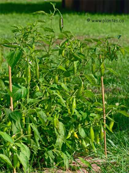 Photo d'un plant de piment péruvien - Capsicum baccatum
