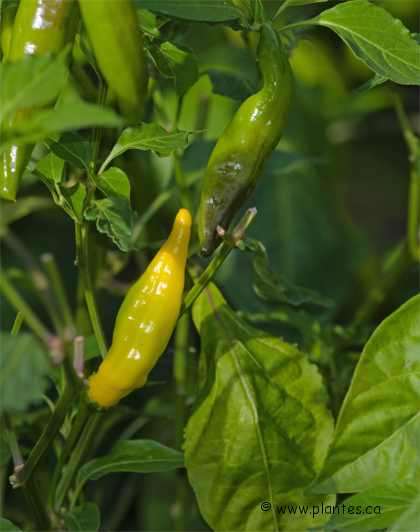 Photo de piment péruvien - Capsicum baccatum