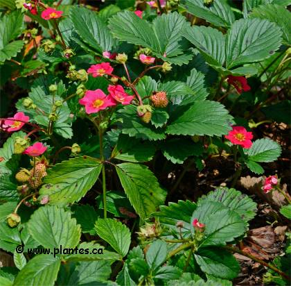 Photo de Fraisier de jardin - Fragaria x ananassa